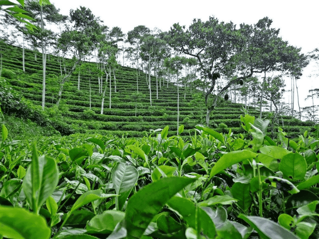 Nglinggo